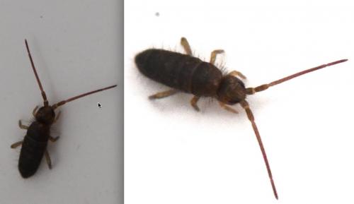 Tomocerus minor